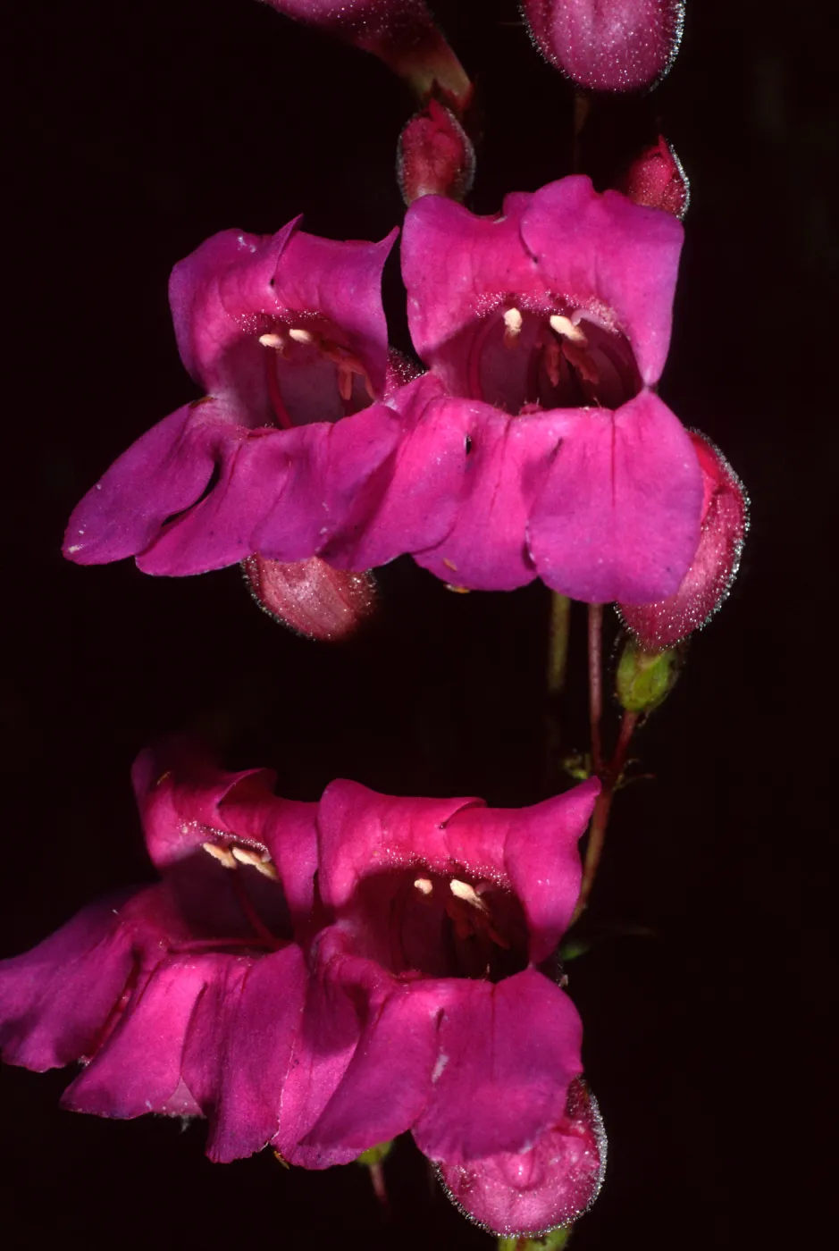 Penstemon, Porter Section, Santa Barbara Botanic Garden