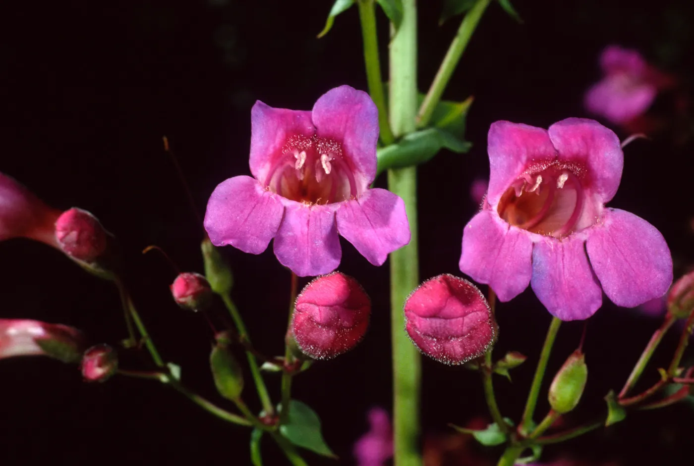 Penstemon, Desert Section, Santa Barbara Botanic Garden
