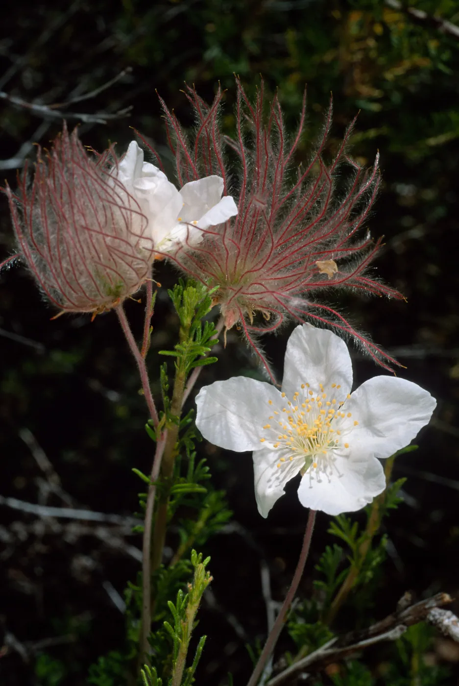 Fallugia paradoxa, Desert Section, Santa Barbara Botanic Garden