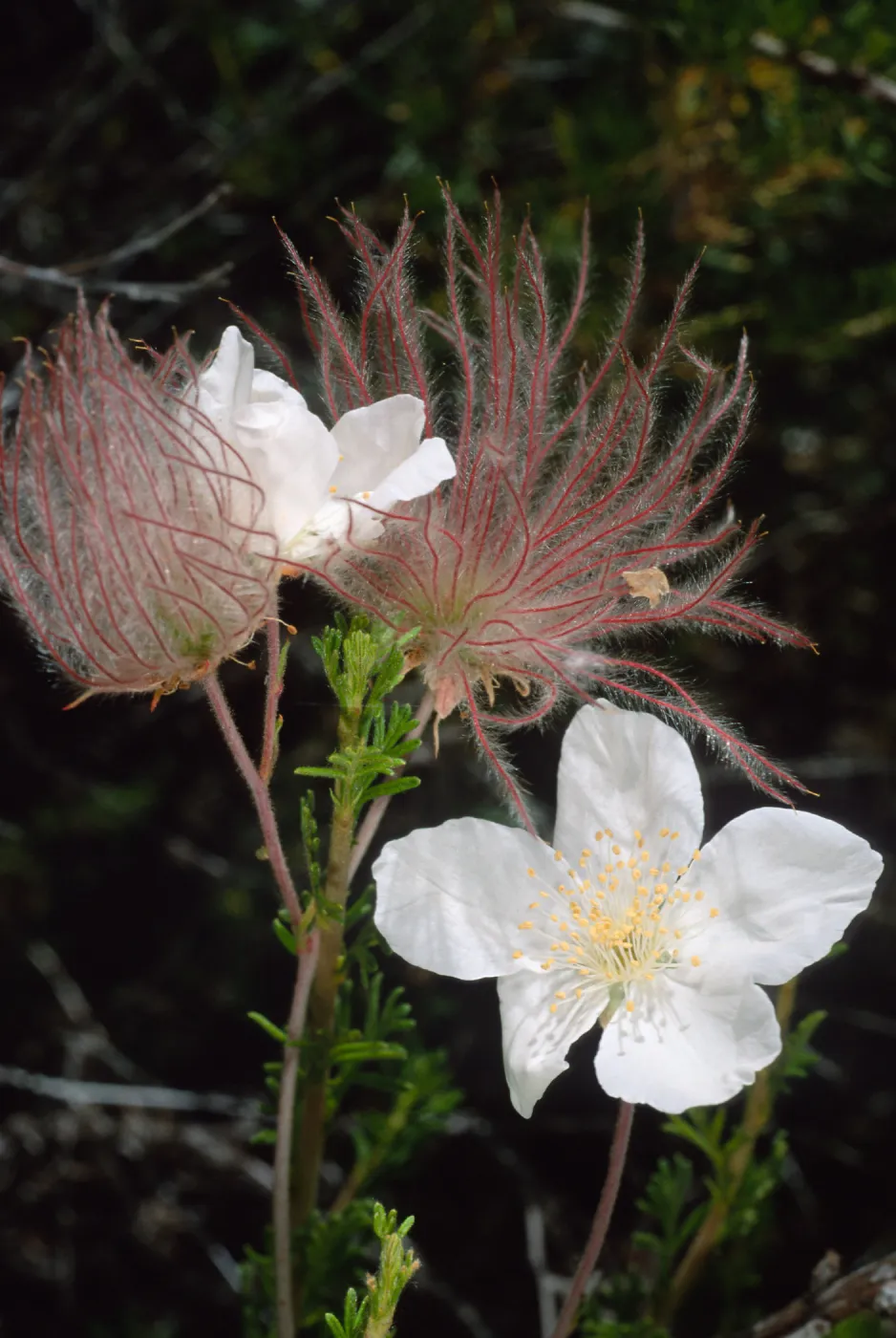 Fallugia paradoxa, Desert Section, Santa Barbara Botanic Garden