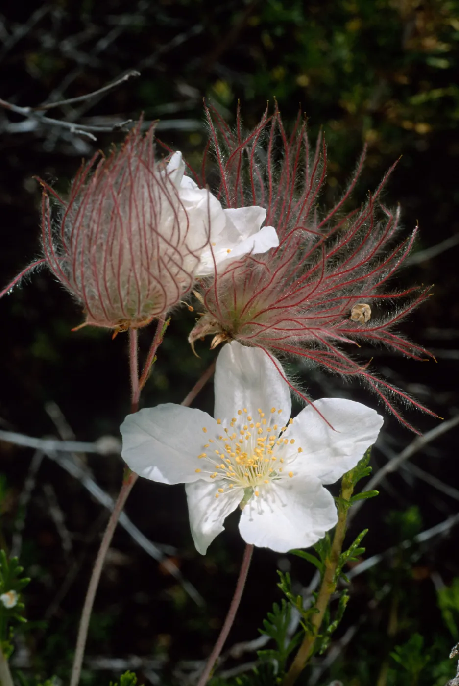 Fallugia paradoxa, Desert Section, Santa Barbara Botanic Garden