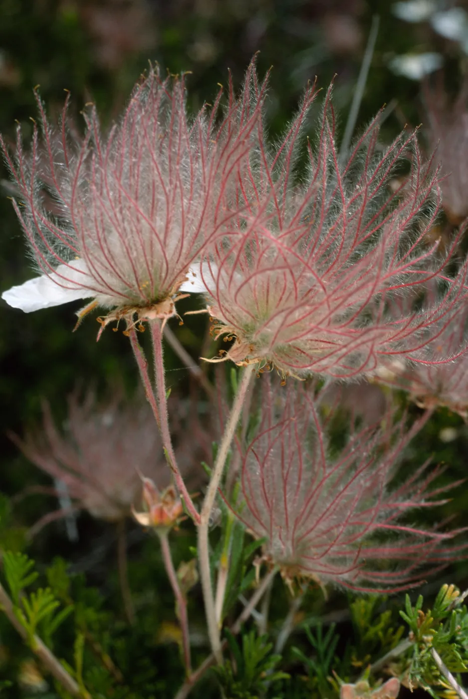 Fallugia paradoxa, Desert Section, Santa Barbara Botanic Garden