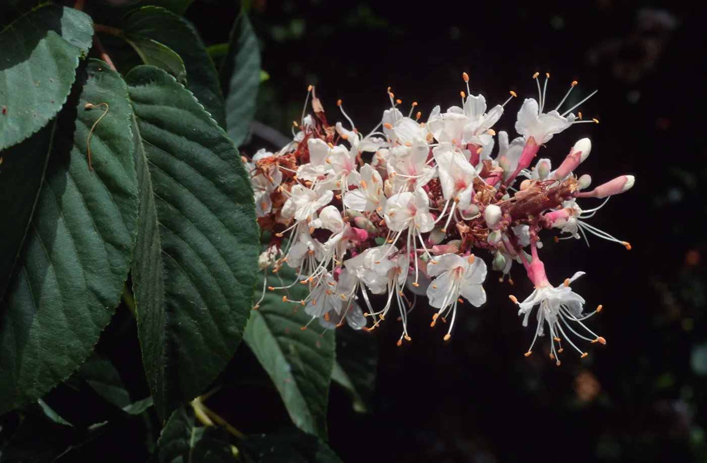 Aesculus, Santa Barbara Botanic Garden