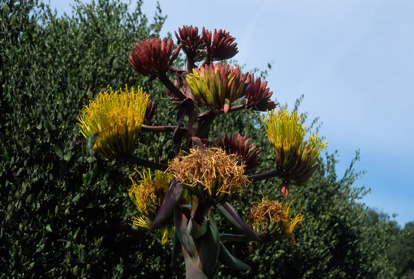 Agave shawii, Desert Section, Santa Barbara Botanic Garden
