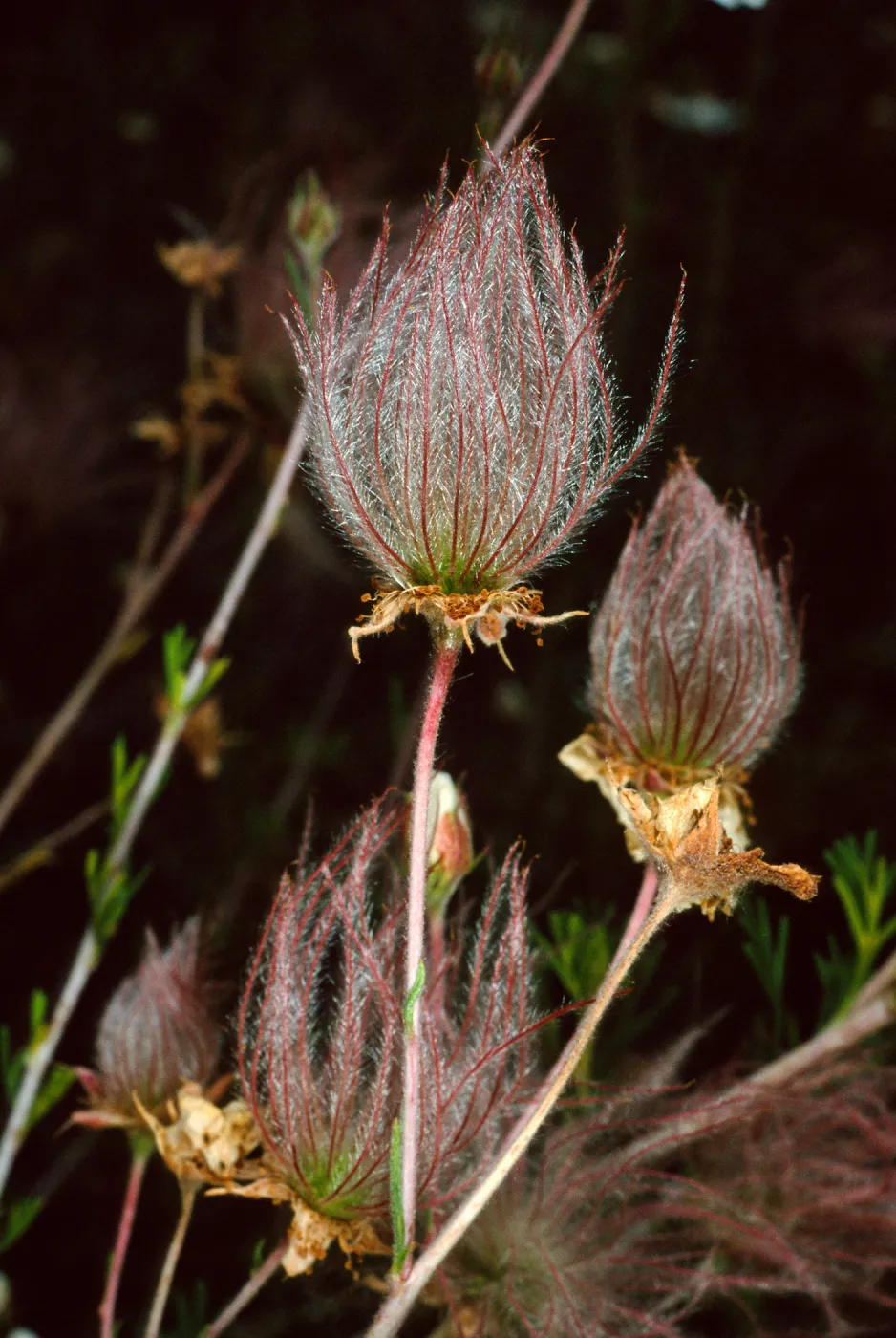 Fallugia paradoxa, Santa Barbara Botanic Garden