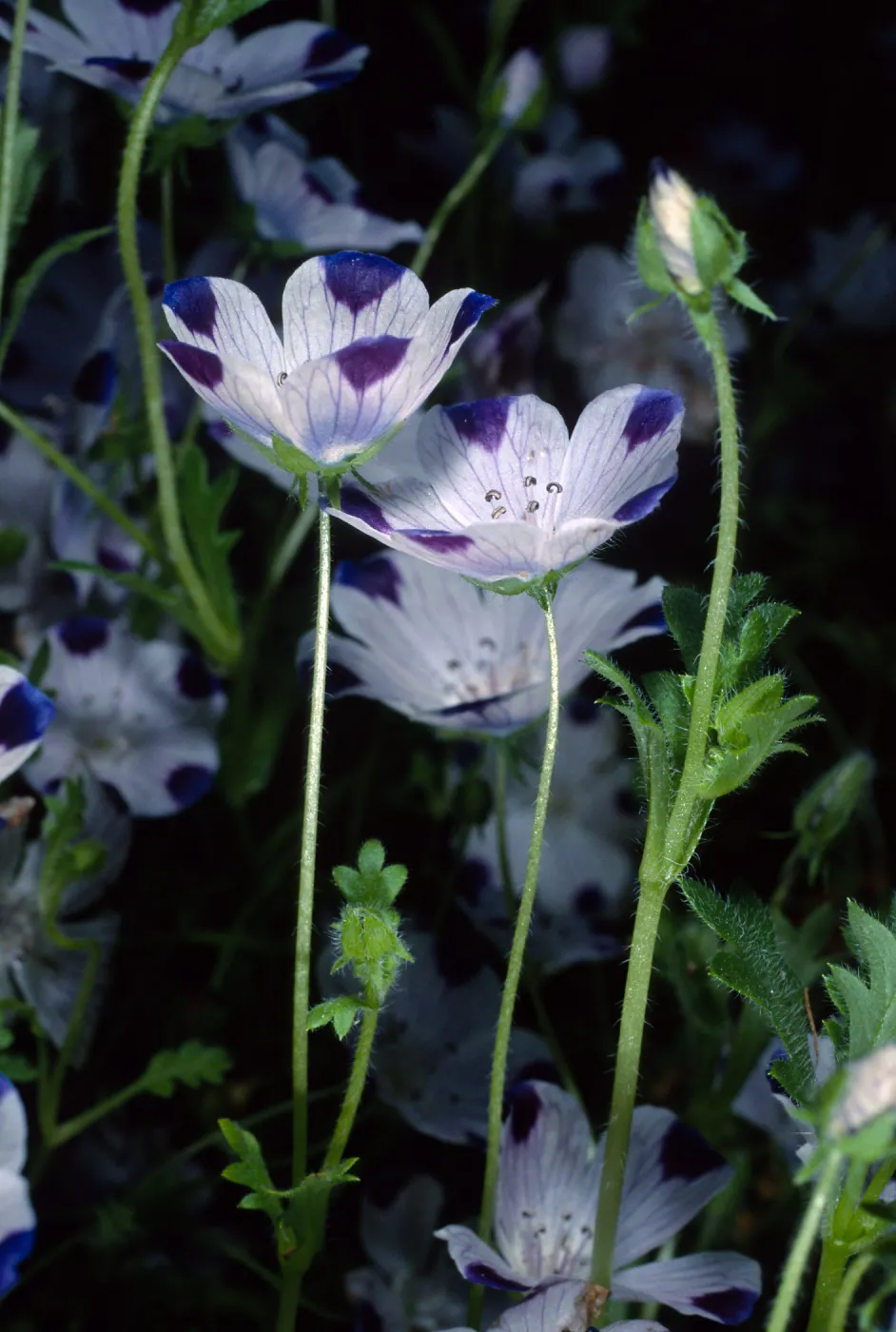 Nemophila maculata, Santa Barbara Botanic Garden