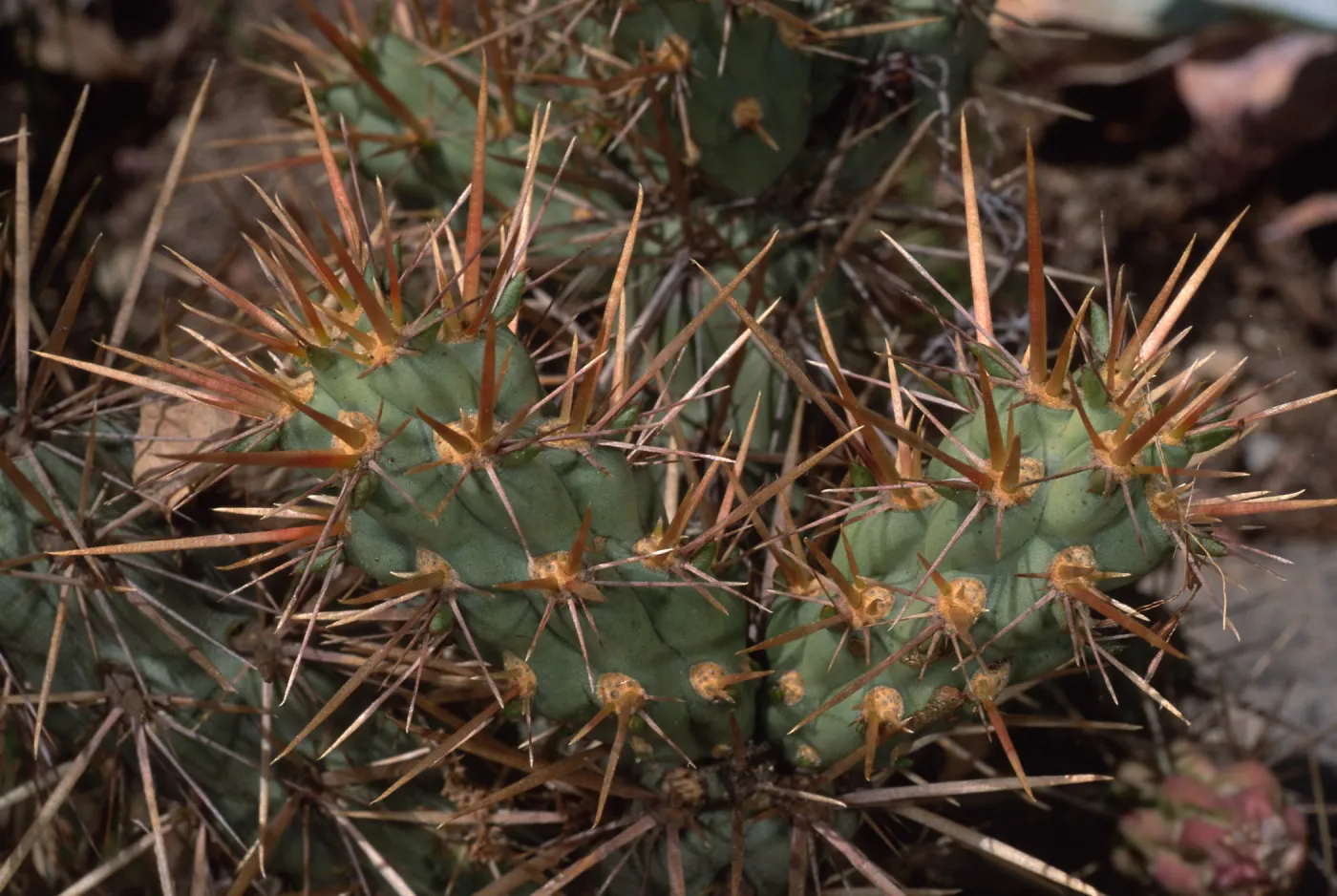 Opuntia cedrosensis, Santa Barbara Botanic Garden