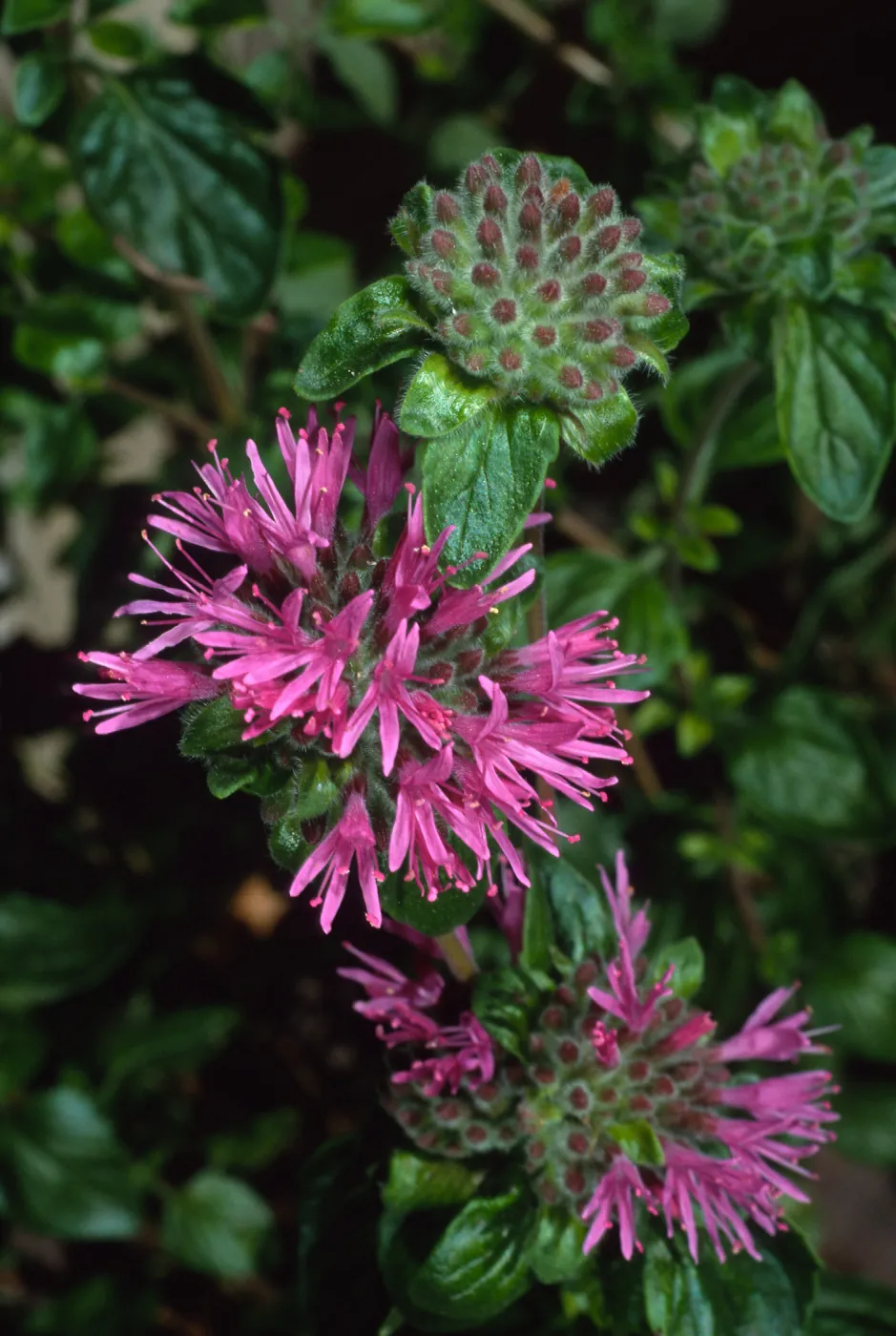 Monardella, Santa Barbara Botanic Garden, Home Demo