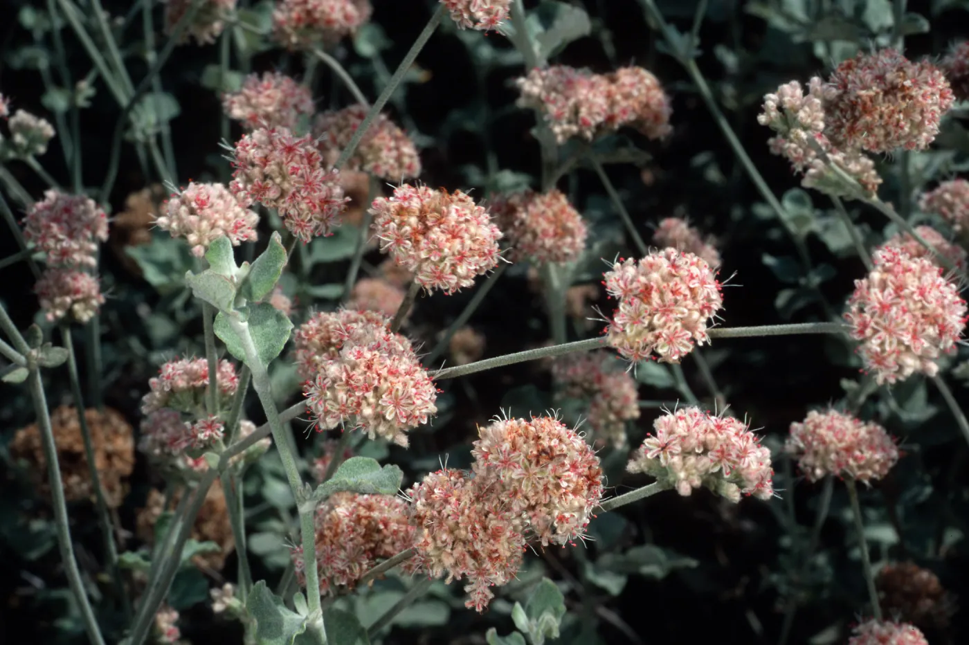 Eriogonum cinereum (coastal wild buckwheat), Santa Barbara Botanic Garden