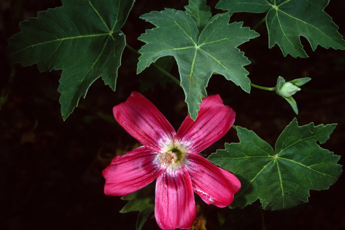 Lavatera, Santa Barbara Botanic Garden