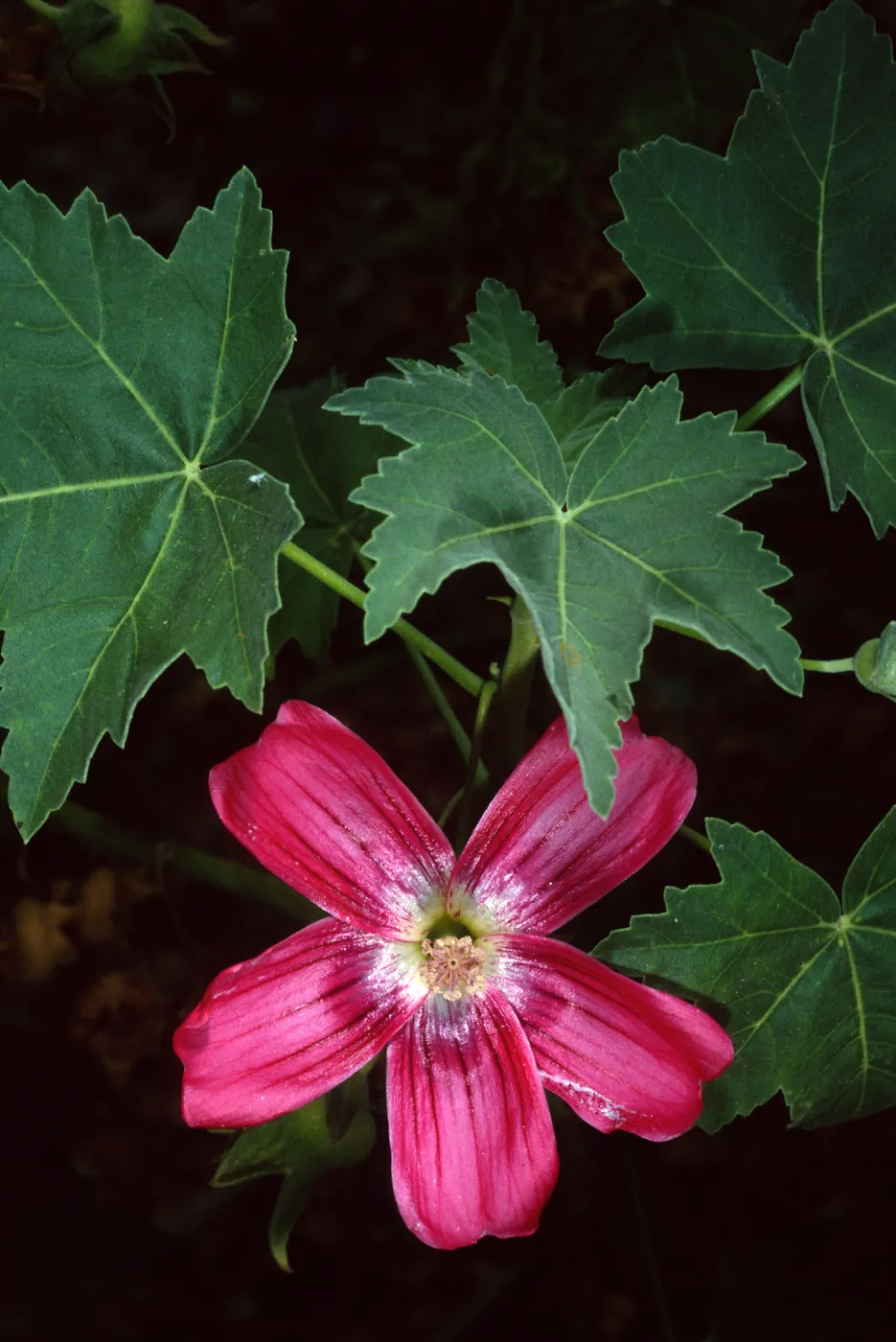 Lavatera, Santa Barbara Botanic Garden