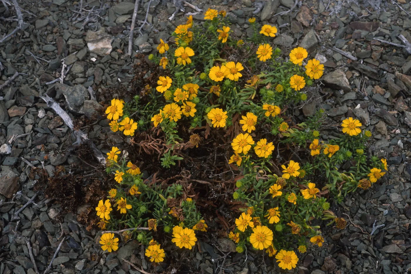 Hemizonia streetsii, North side, West San Benito Island