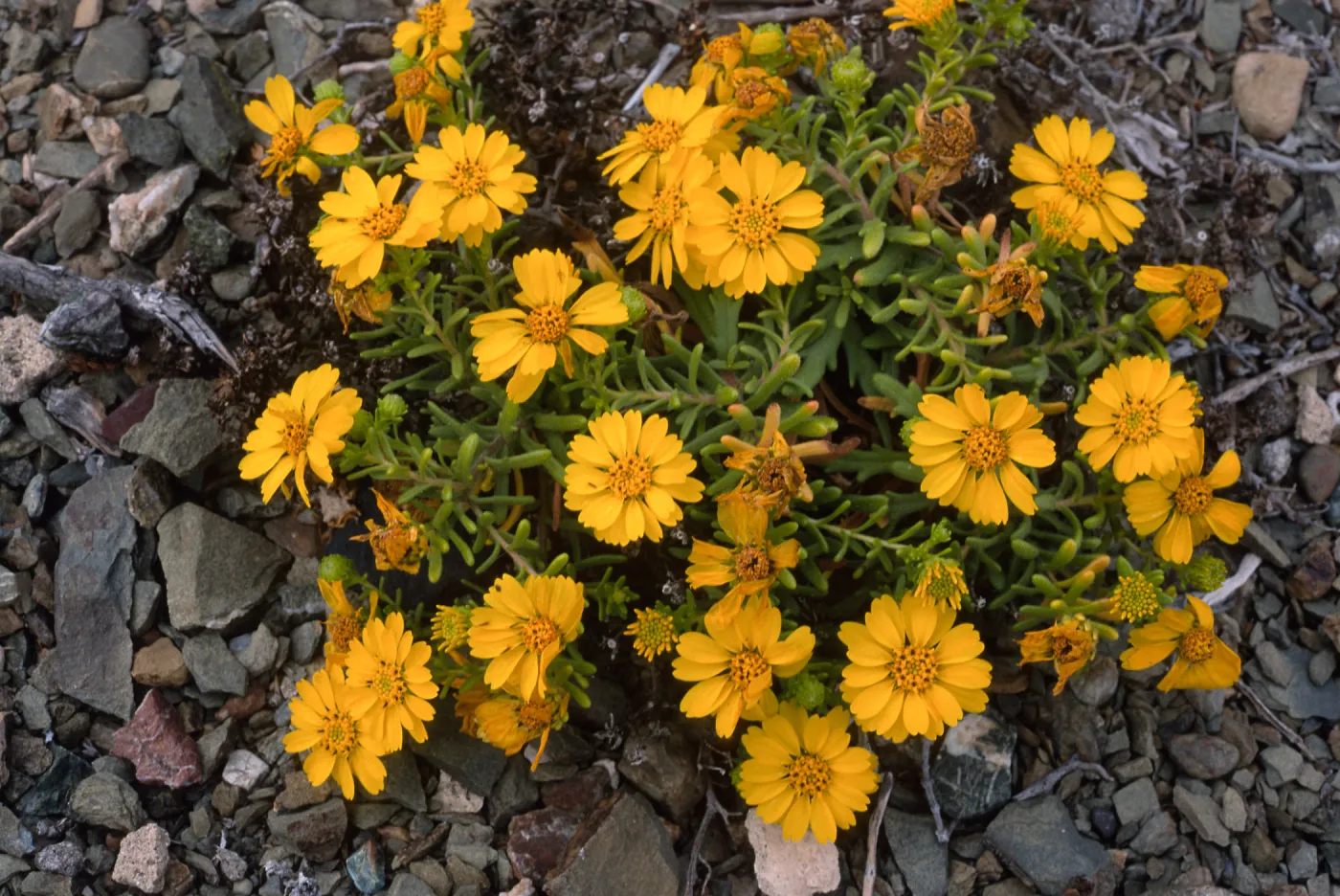 Hemizonia streesii, North side, West San Benito Island