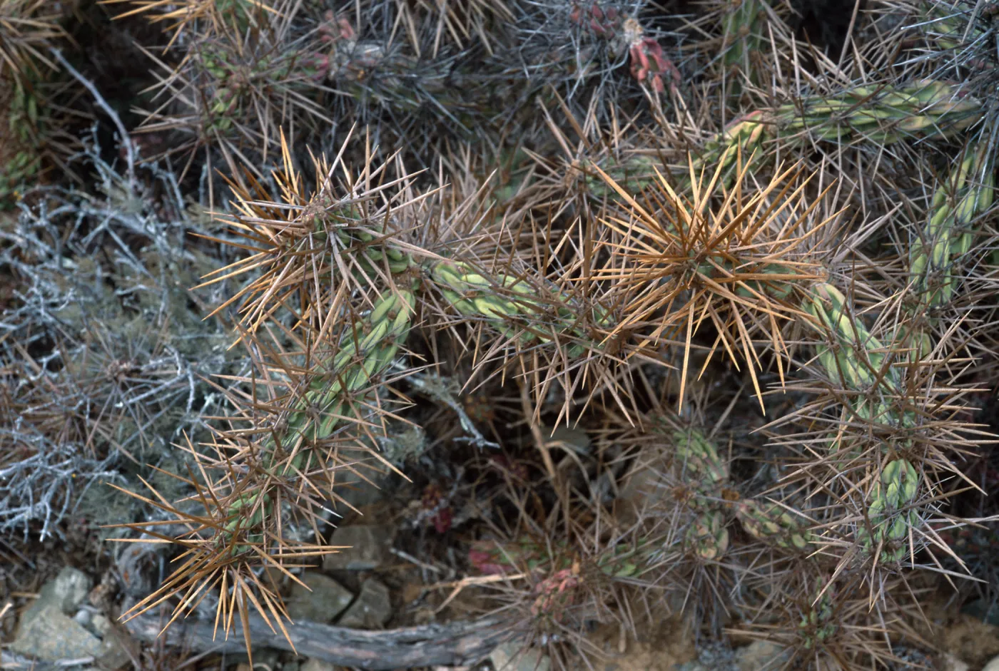 Opuntia cedrosensis, West San Benito Island