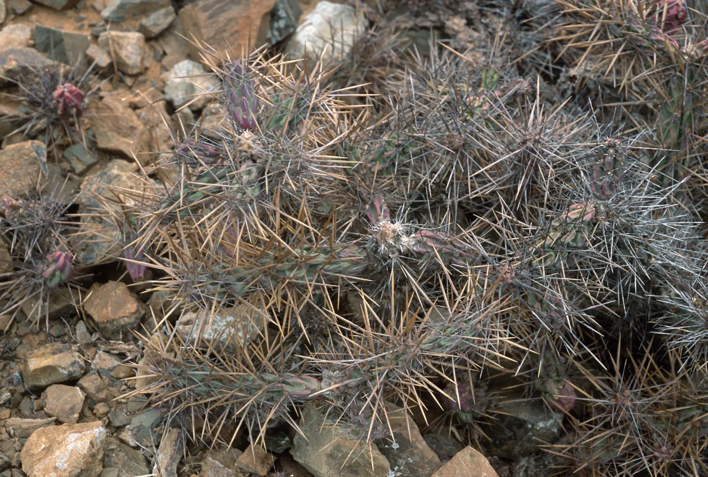 Opuntia cedrosensis, West San Benito Island