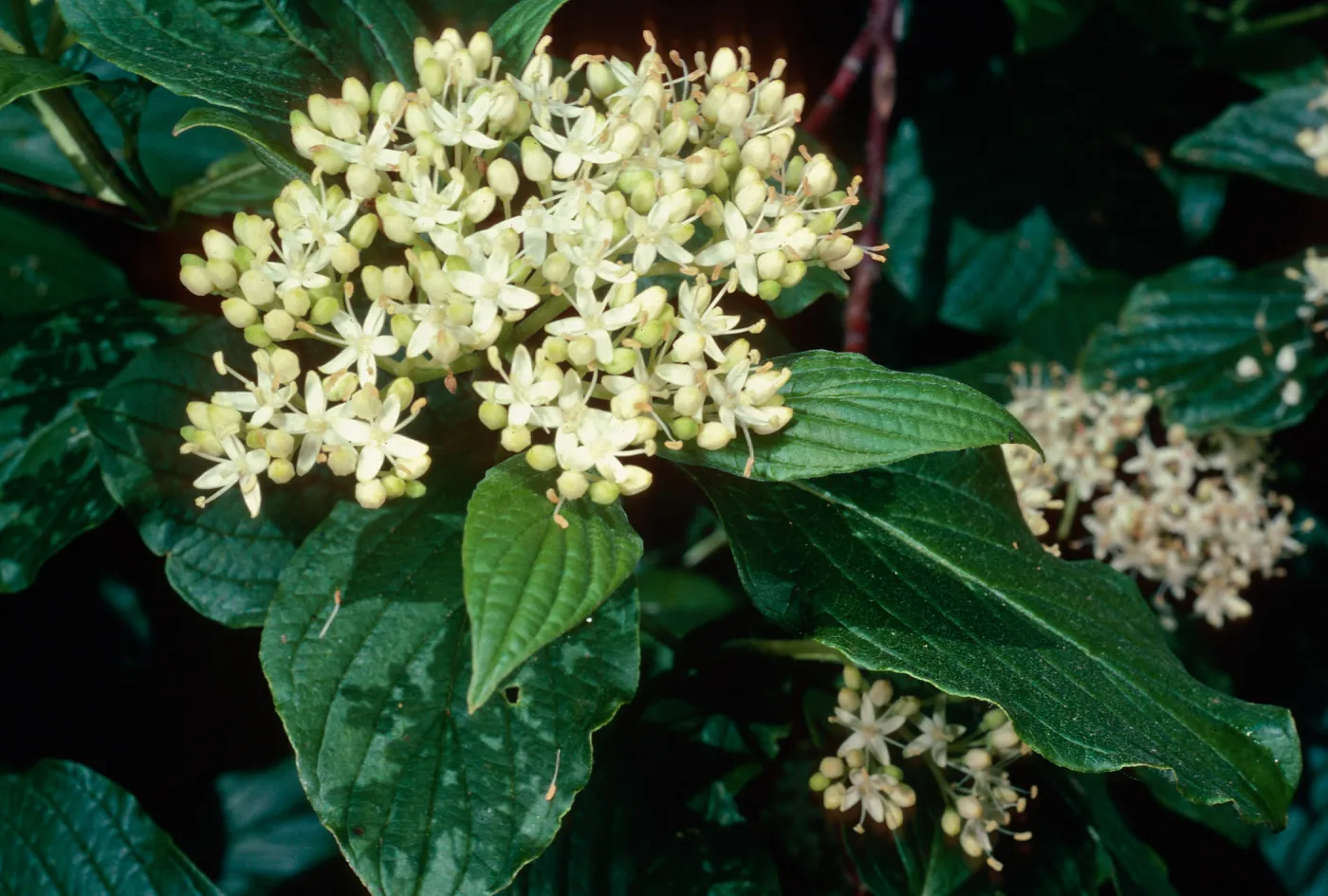 Cornus stolonifera, Arroyo Section, Santa Barbara Botanic Garden