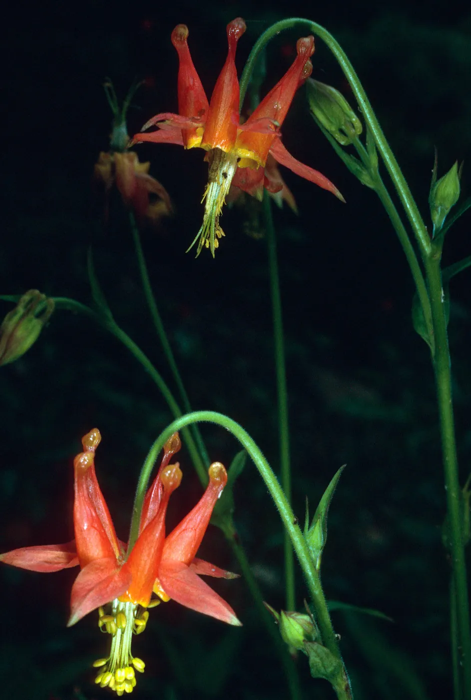Aquilegia formosa, Santa Barbara Botanic Garden, Arroyo Section