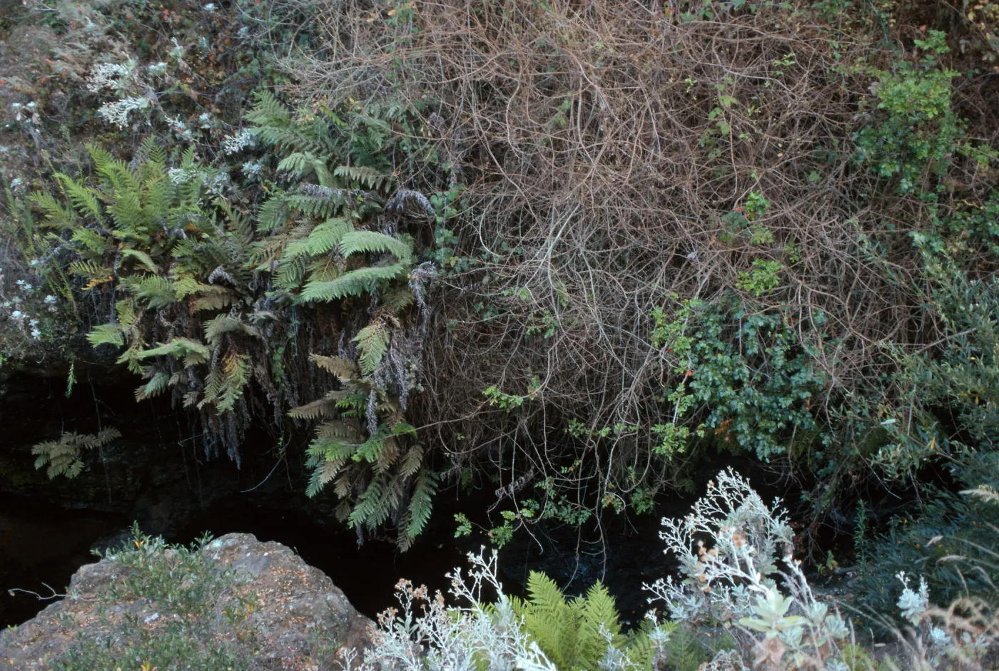 Berberis pinnata insularis, Hazard Canyon, Santa Cruz Island