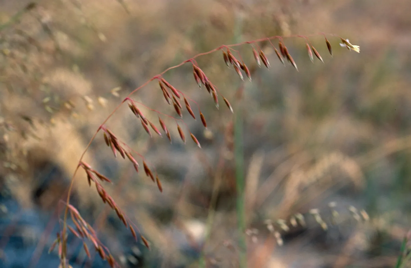 Ehrharta calycina, West Cove, Santa Cruz Island