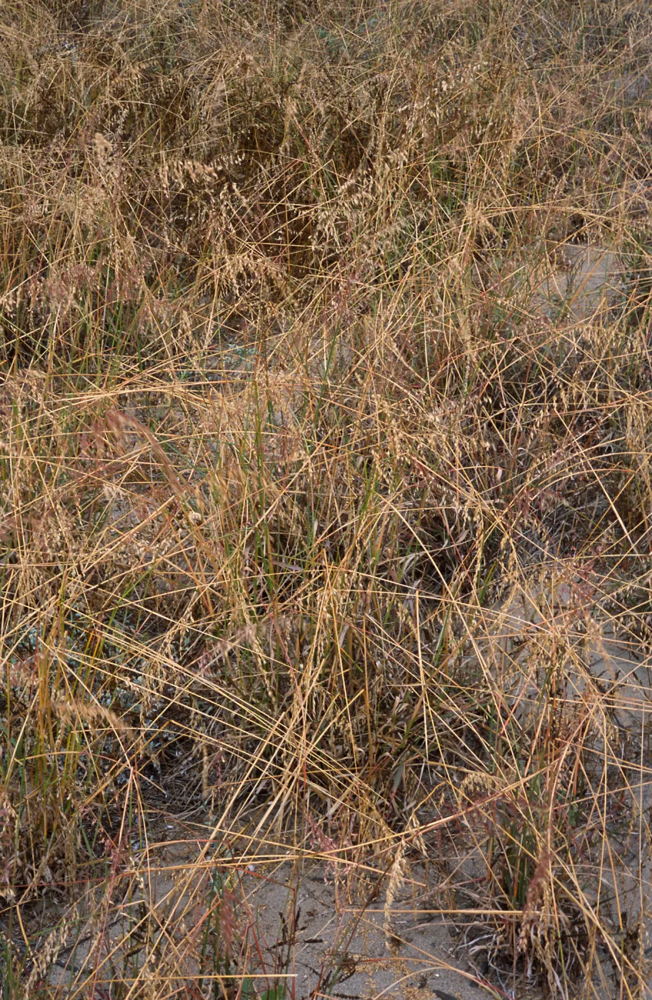 Ehrharta calycina, West Cove, Santa Cruz Island