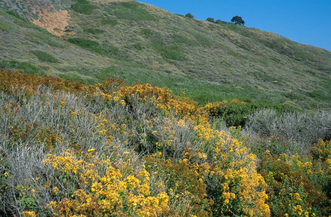 Hypericum, Pont Loma, San Diego County