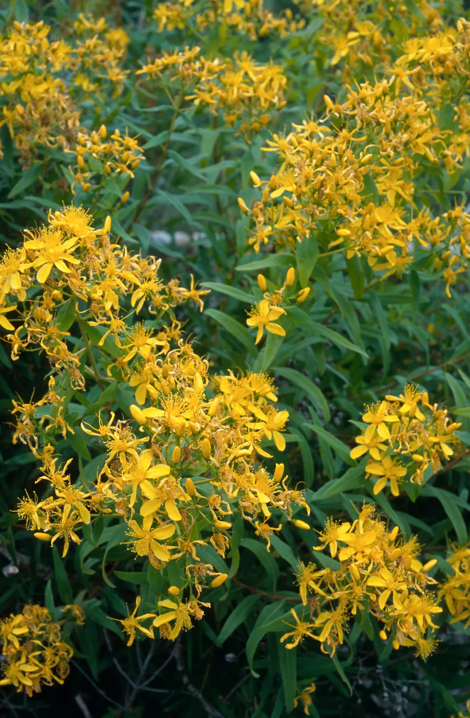 Hypericum, Pont Loma, San Diego County