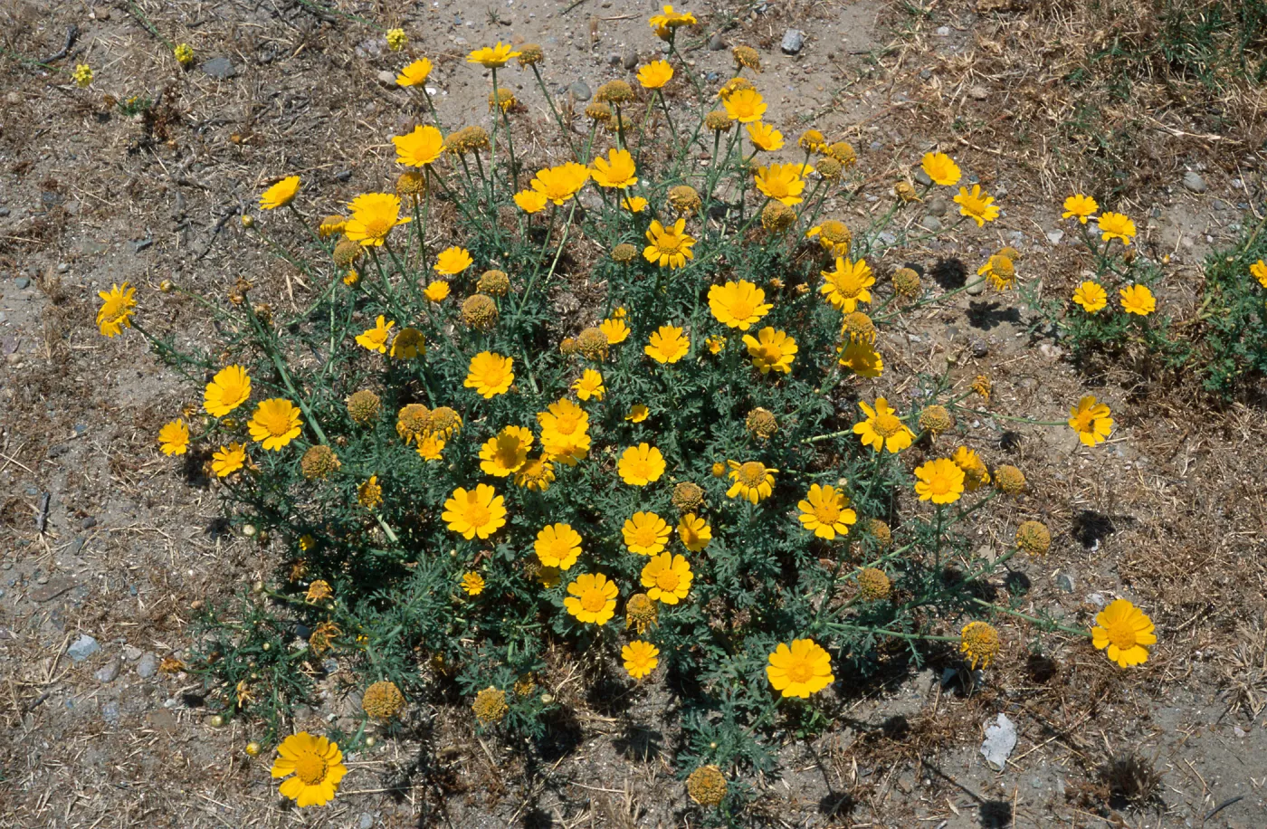Chrysanthemum coronarium, North Island, San Diego County