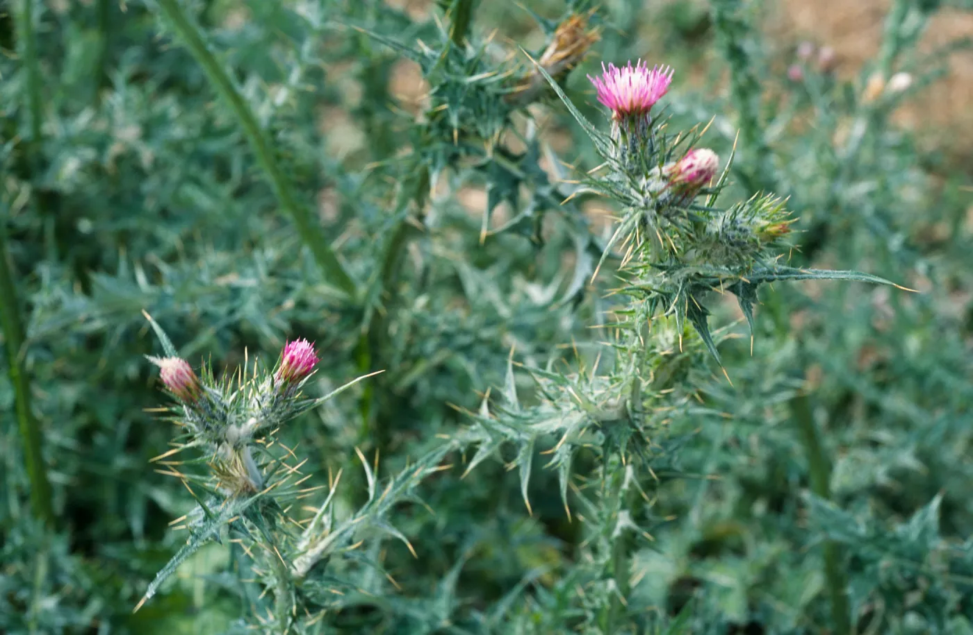 Carduus pycnocephalus, Seal Beach, Orange County