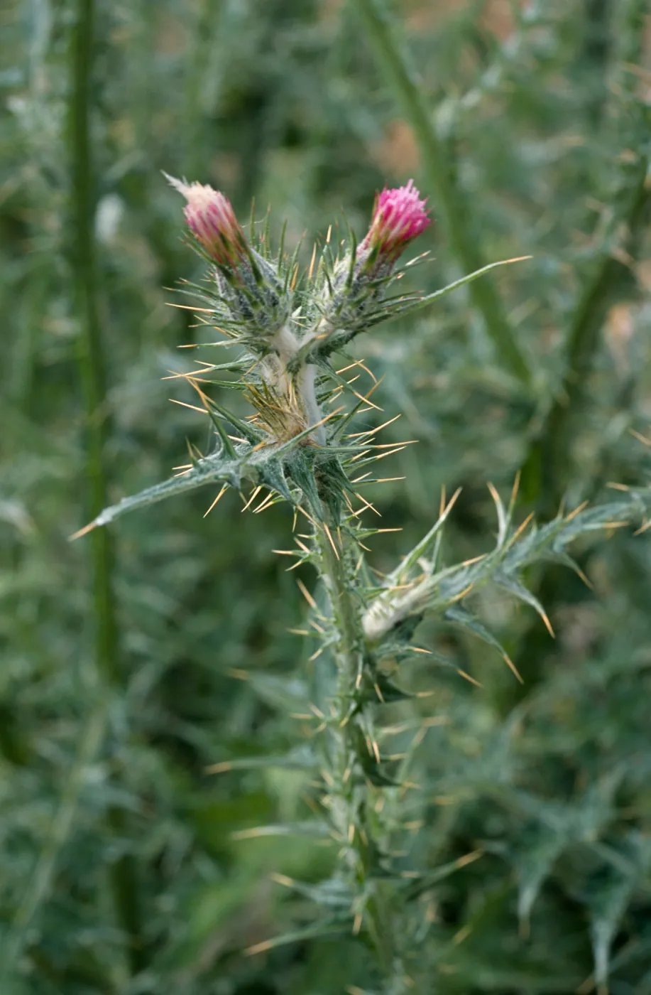 Carduus pycnocephalus, Seal Beach, Orange County