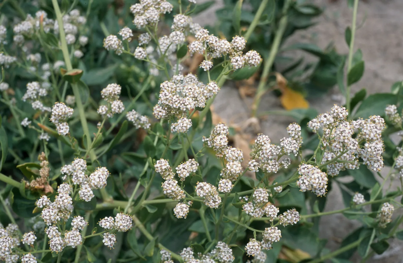 Lepidium latifolium, Seal Beach, Orange County