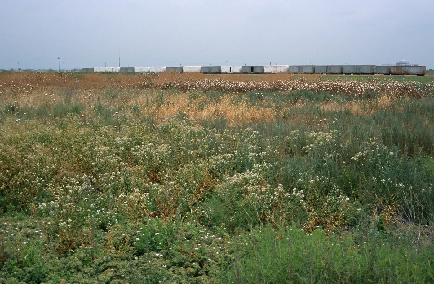 Lepidium latifolium, Seal Beach, Orange County