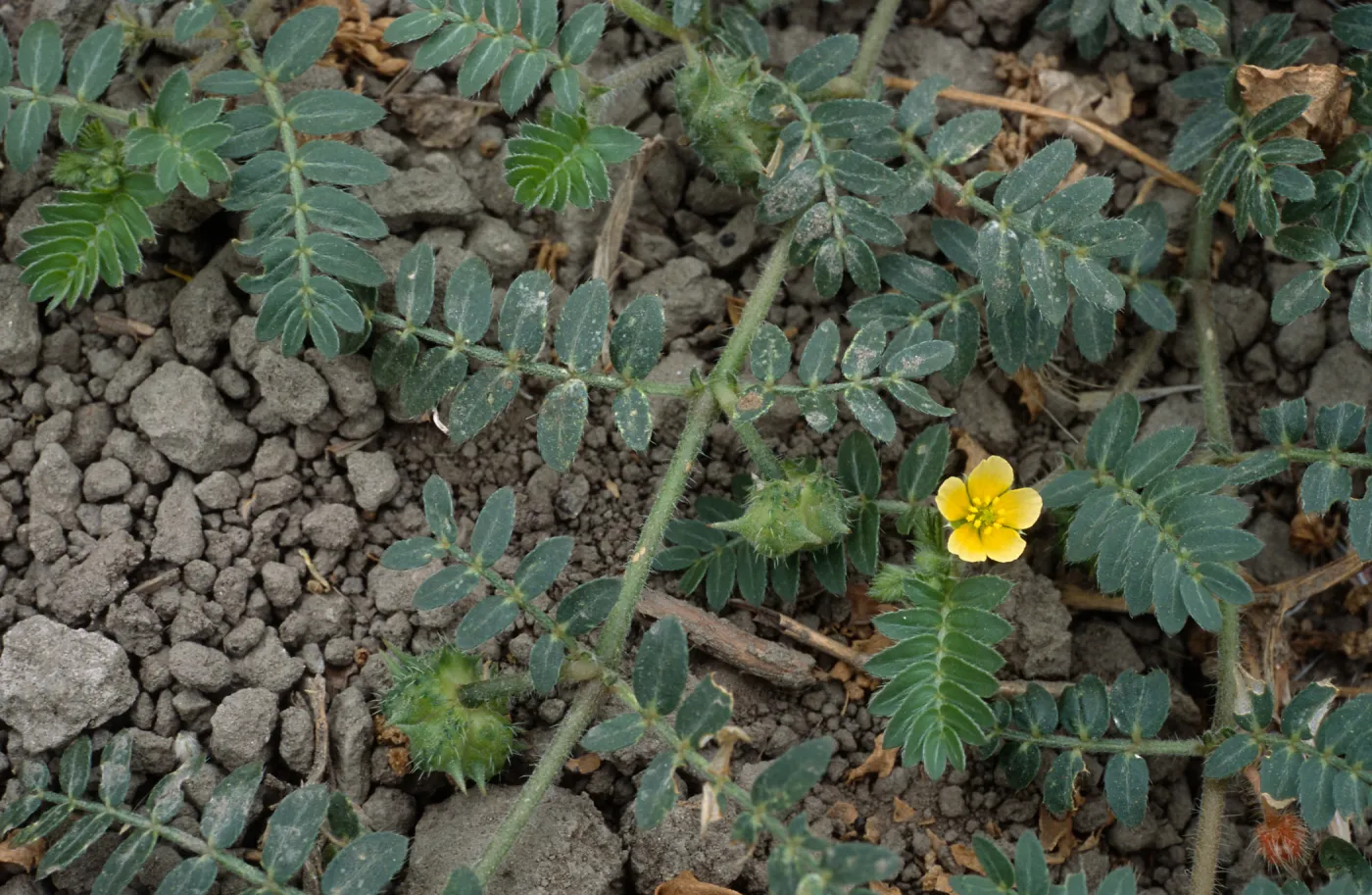 Tribulus, Seal Beach, Orange County