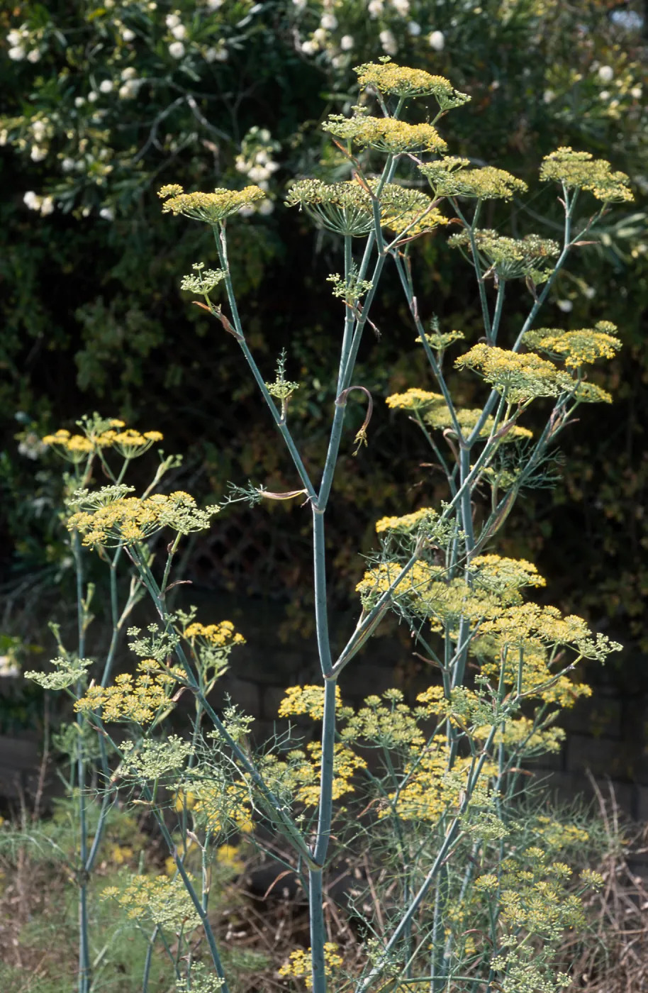 Foeniculum