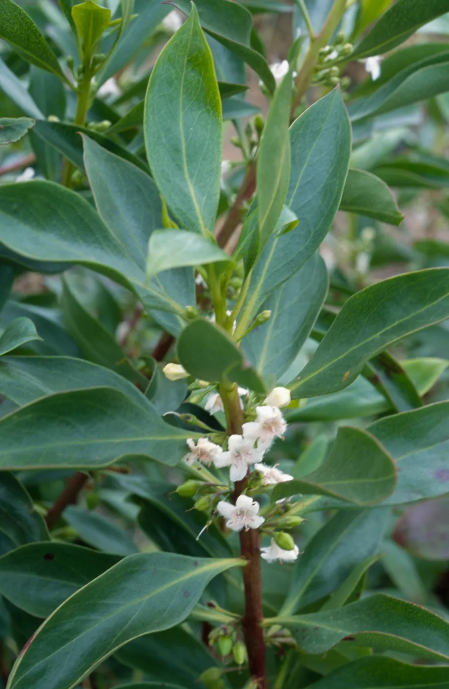 Myoporum, Point Loma, San Diego County