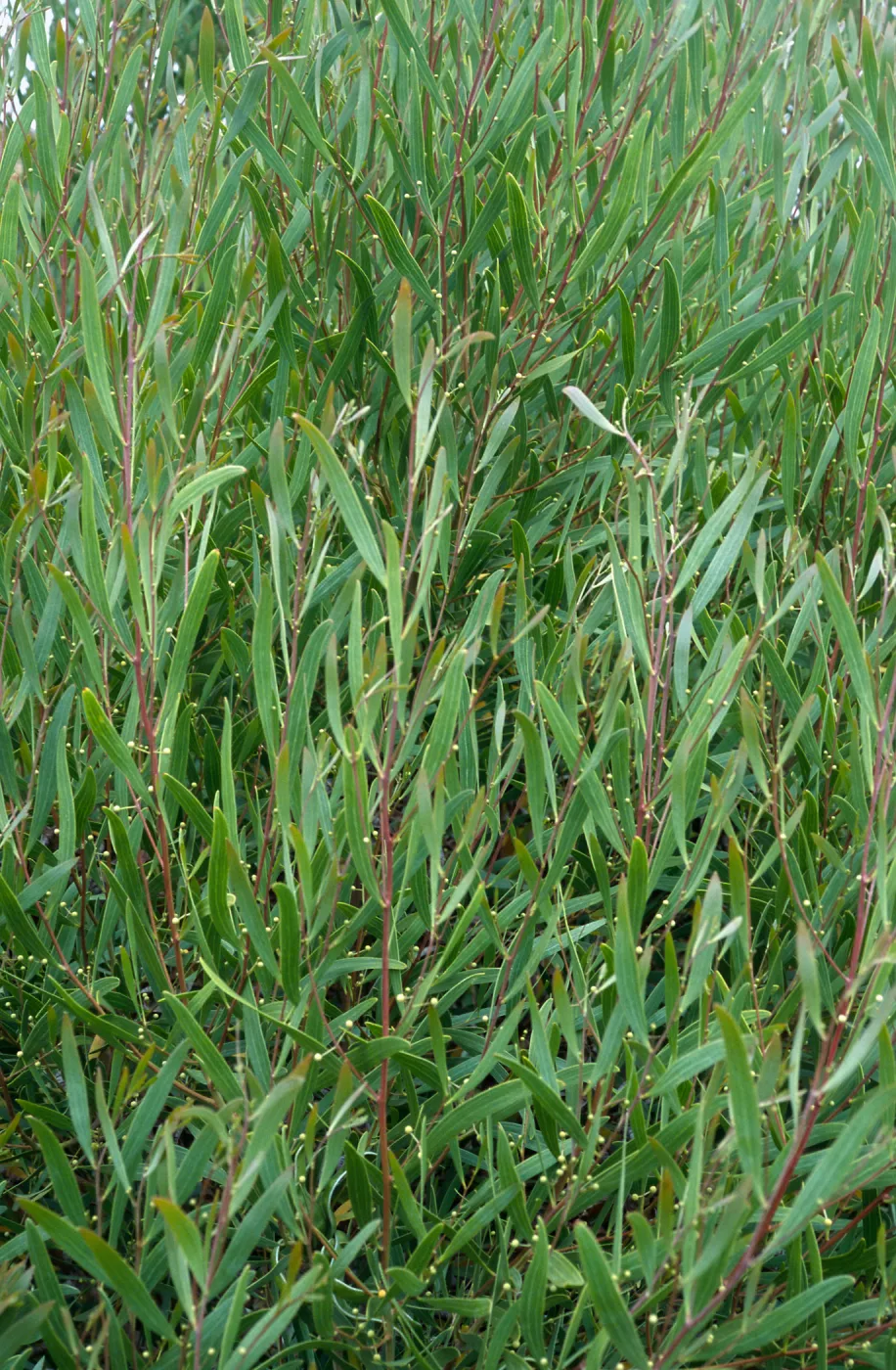 Acacia cyclops, Point Loma, San Diego County