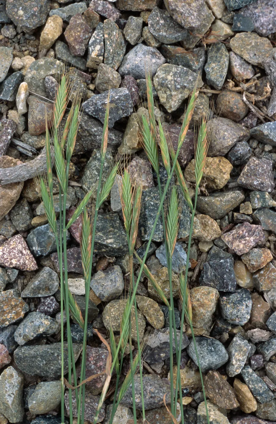 Brachypodium, Point Loma, San Diego County