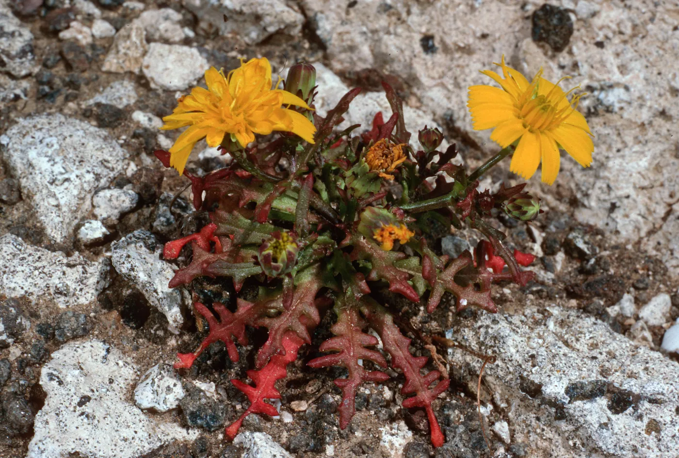 Malacothrix foliosa subsp. philbrickii, near Signal Peak, Santa Barbara Island