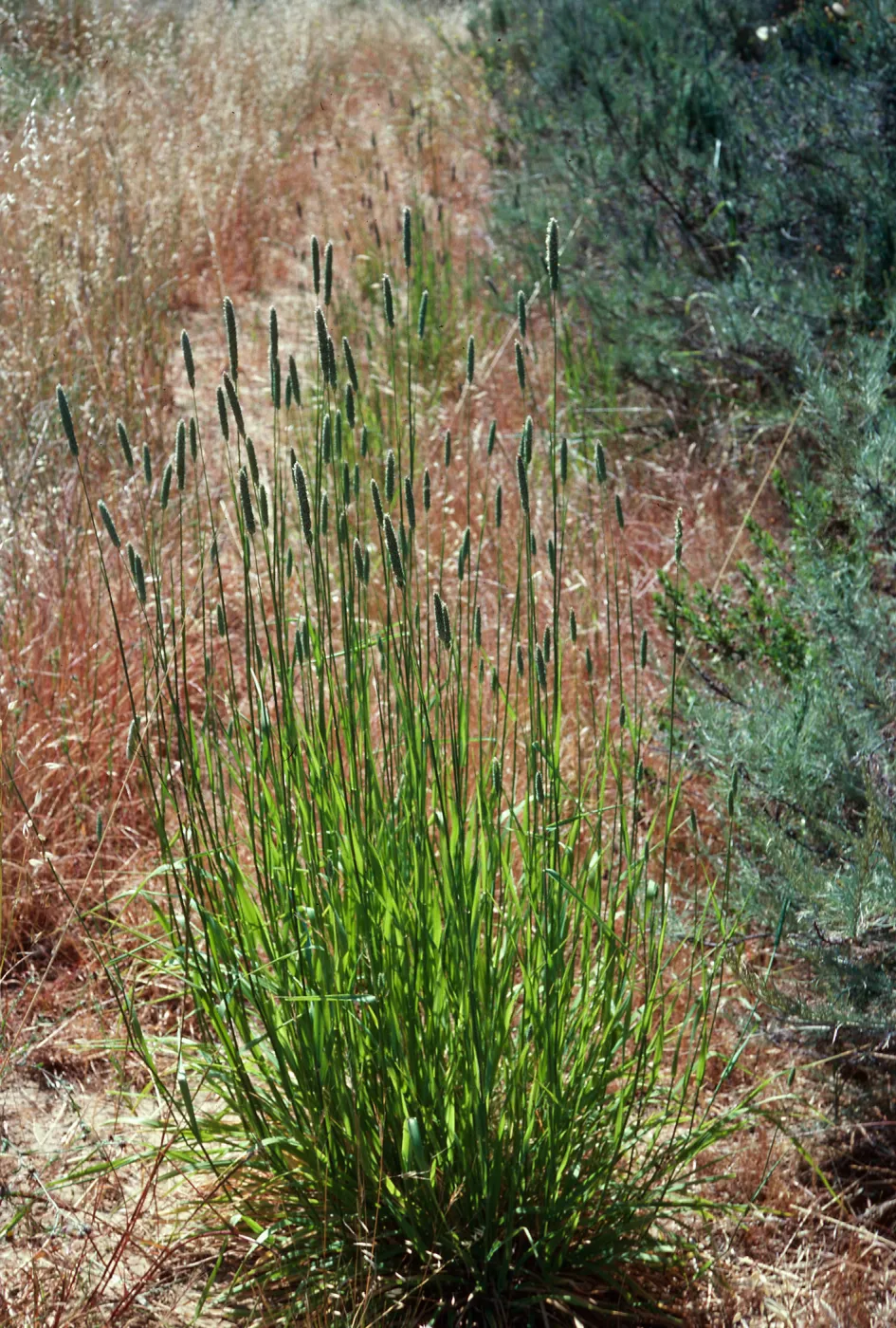 Phalaris, Gaviota, Santa Barbara County