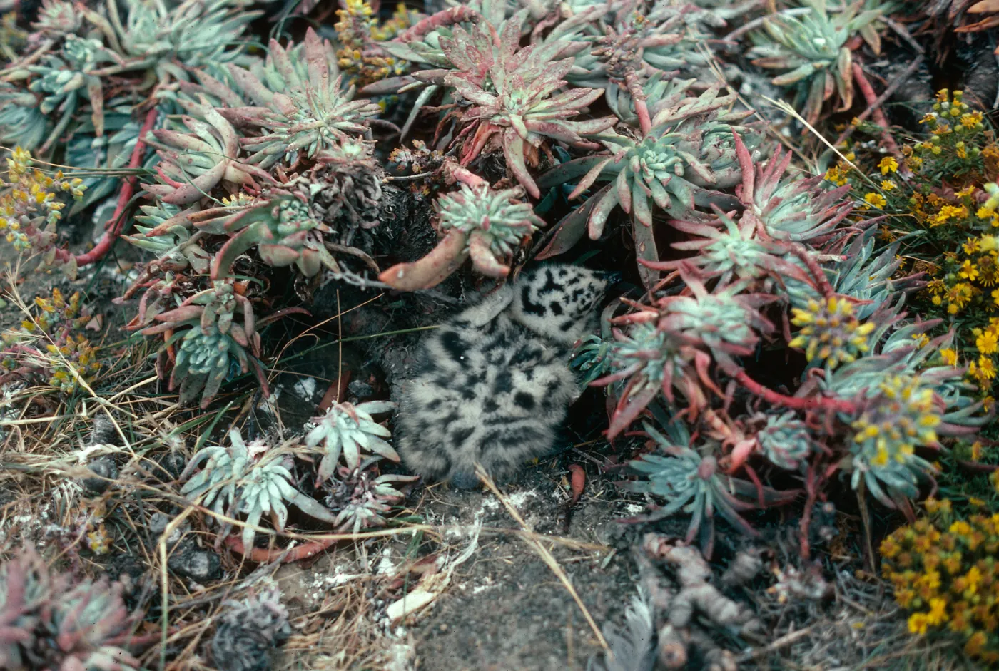 Sea gull chick, Middle Anacapa Island
