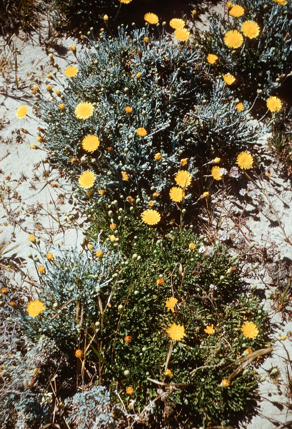 Malacothrix incana, gray and green form, San Miguel Island