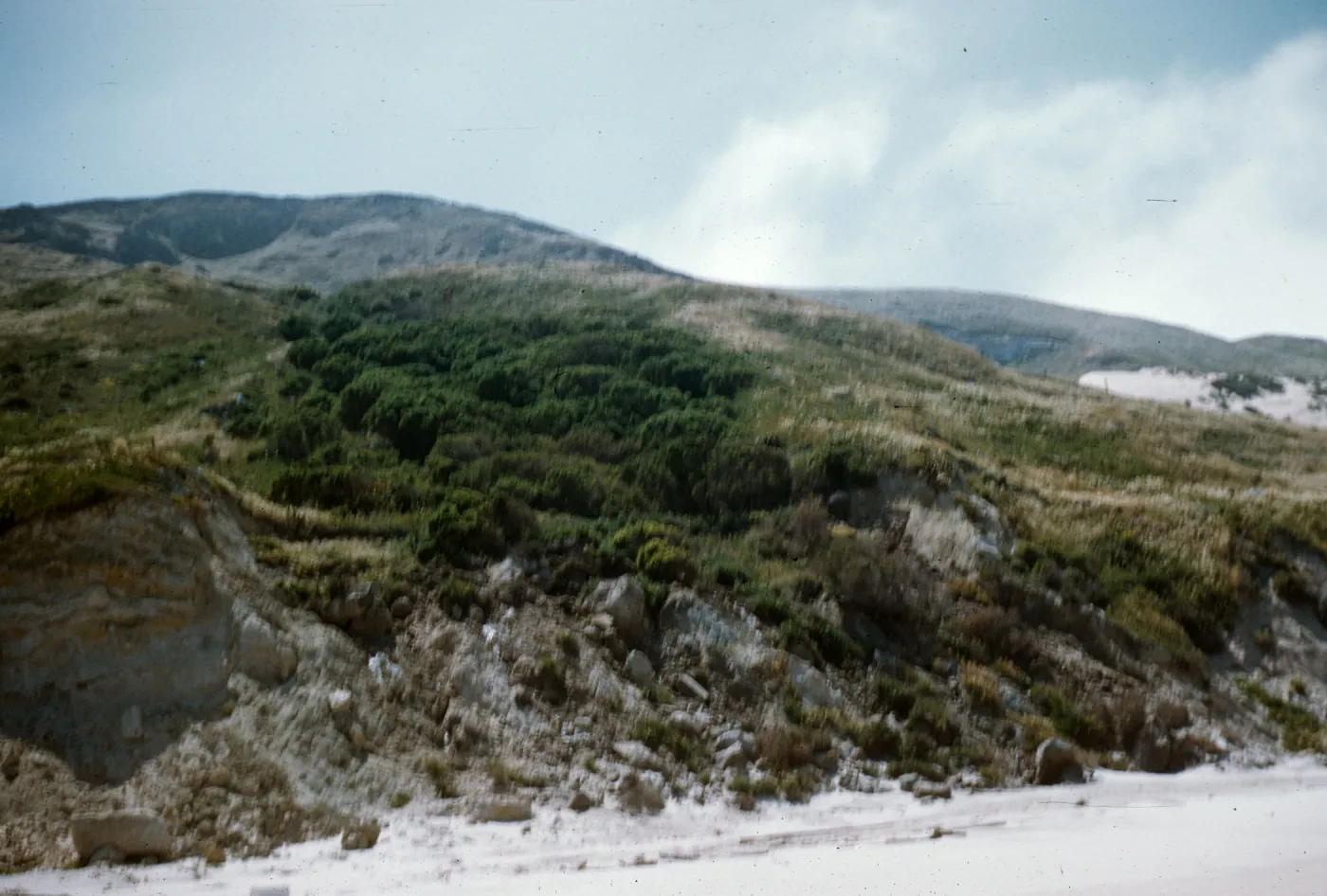 Spring on beach bluff, Culers Harbor, San Miguel Island
