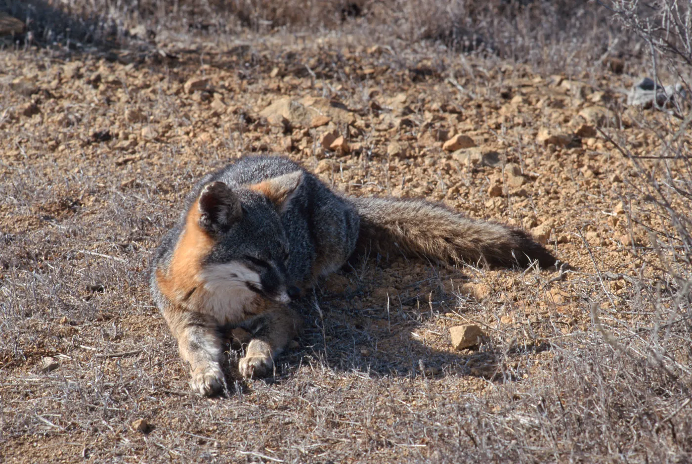 island fox, Kart Road, Santa Catalina Island