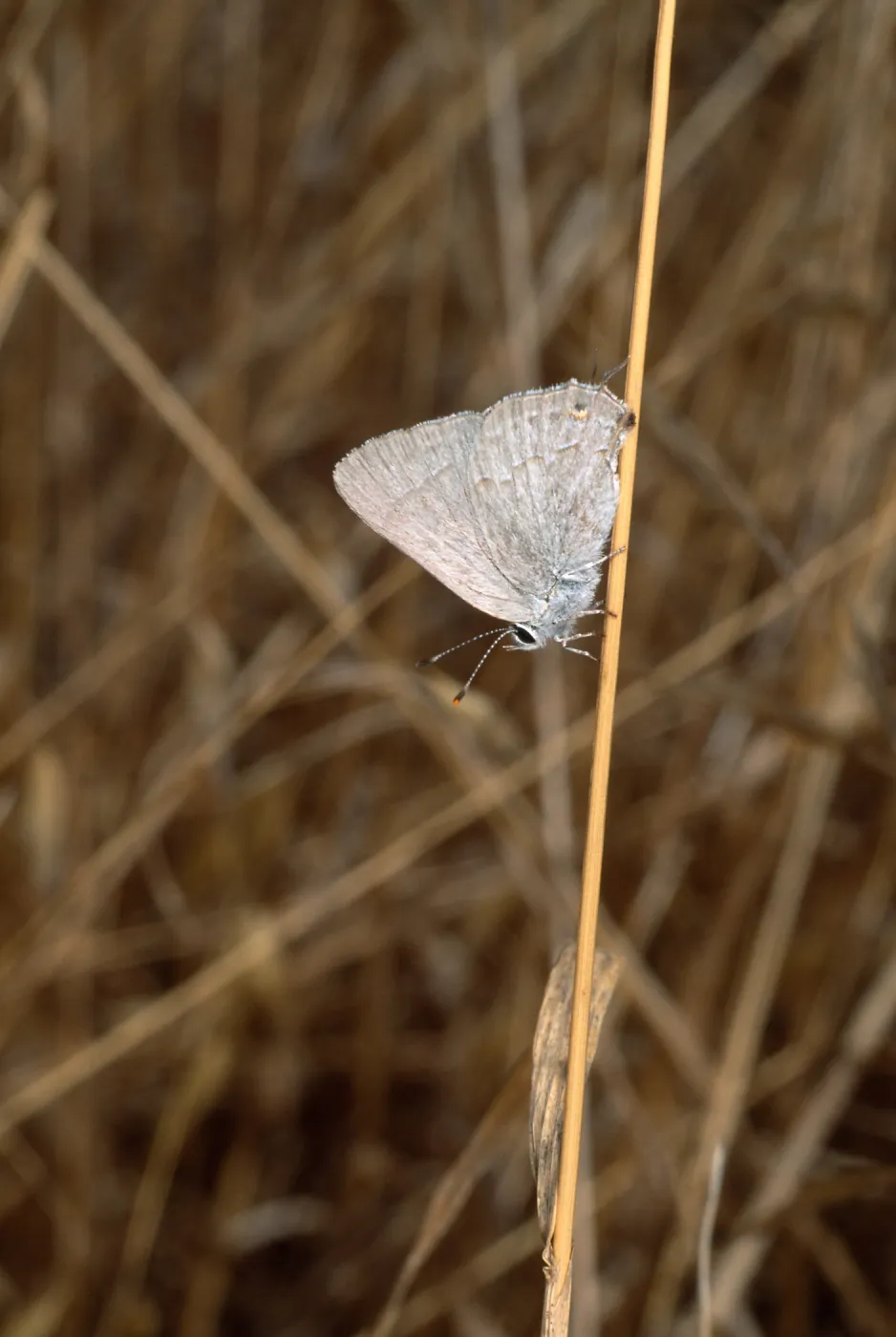 butterfly, Santa Catalina Island