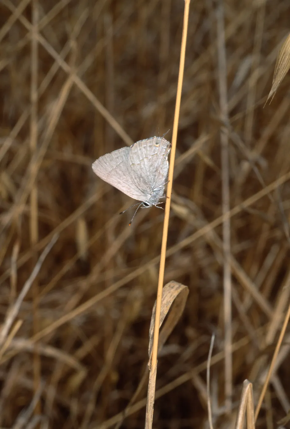 butterfly, Santa Catalina Island