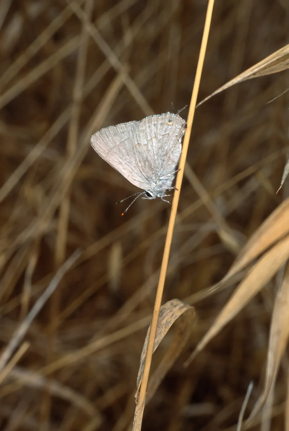 butterfly, Santa Catalina Island