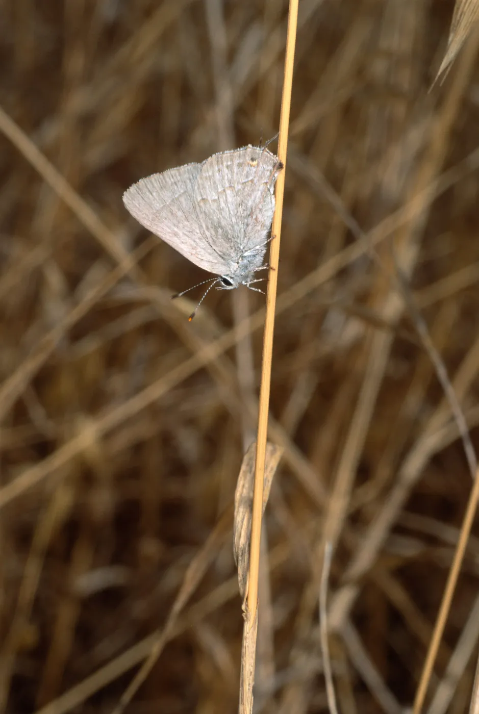 butterfly, Santa Catalina Island