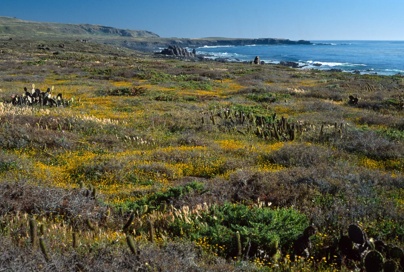 Lasthenia, West side, Santa Catalina Island