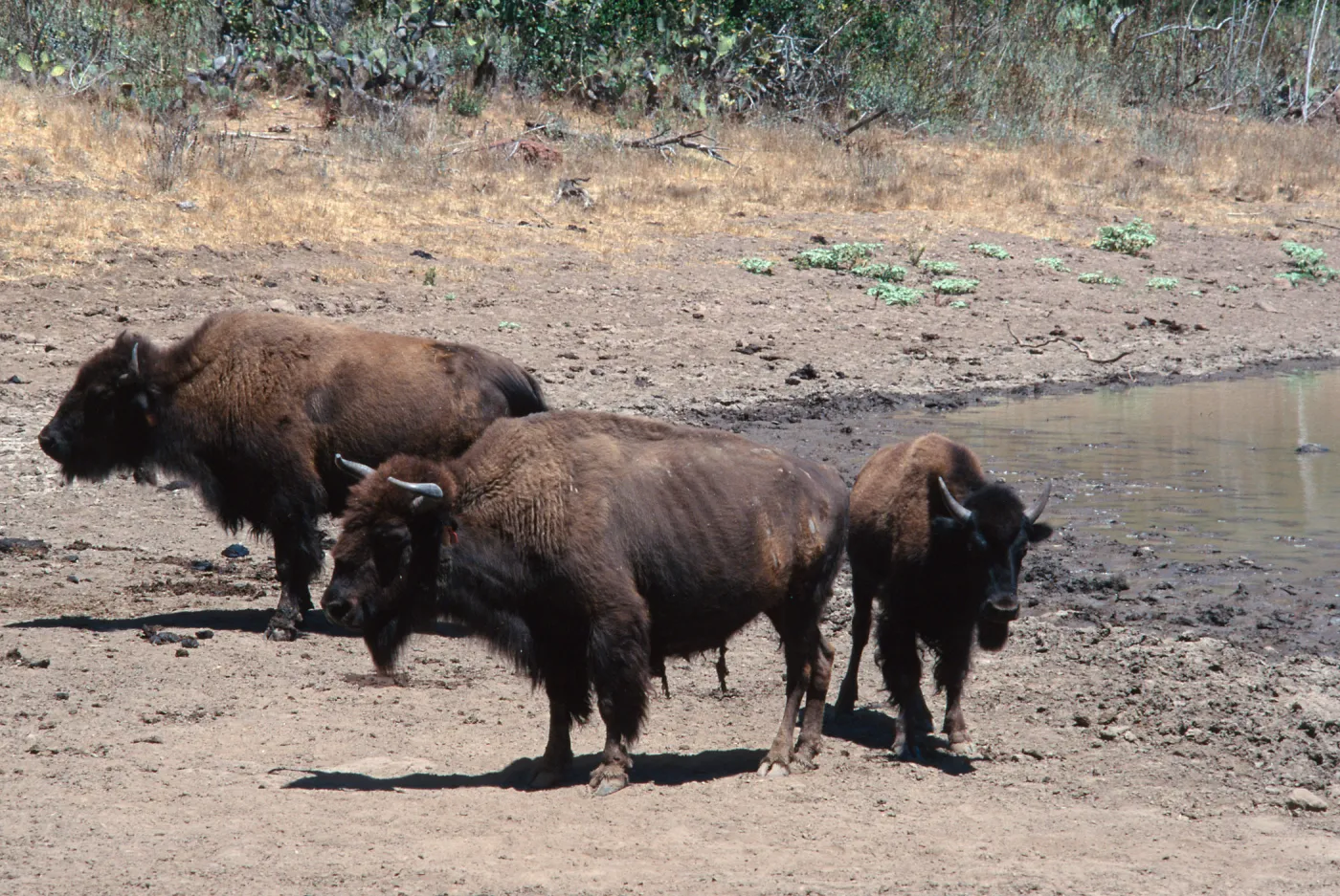 bison, Echo Lake, Santa Catalina Island