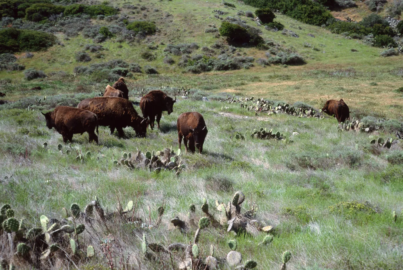 bison, road to Isthmus, Santa Catalina Island