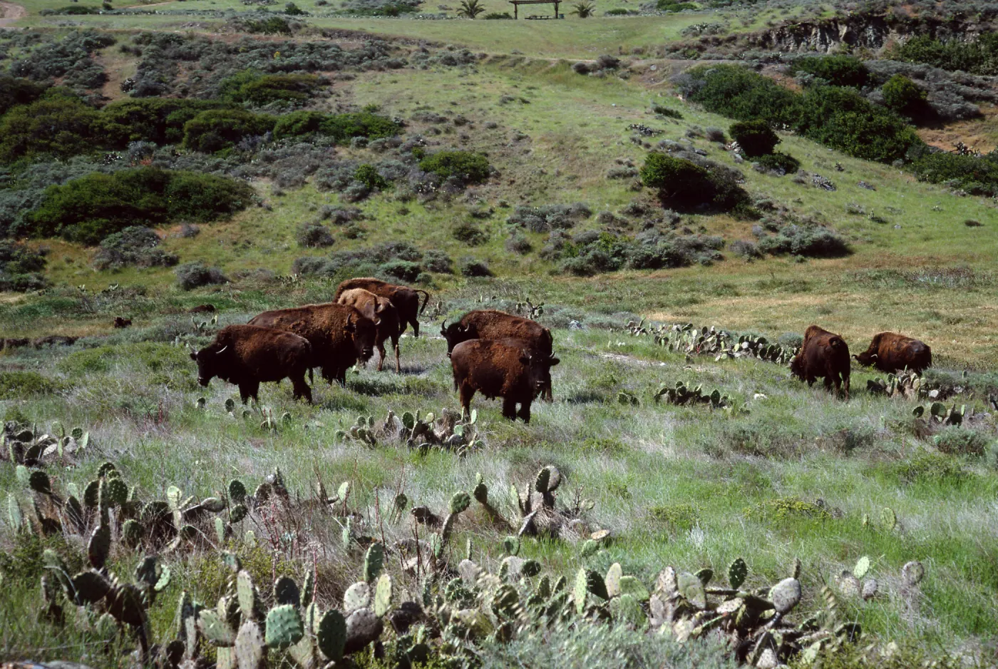 bison, road to Isthmus, Santa Catalina Island